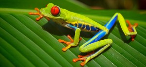 Costa Rica Red Eyed Tree Frog