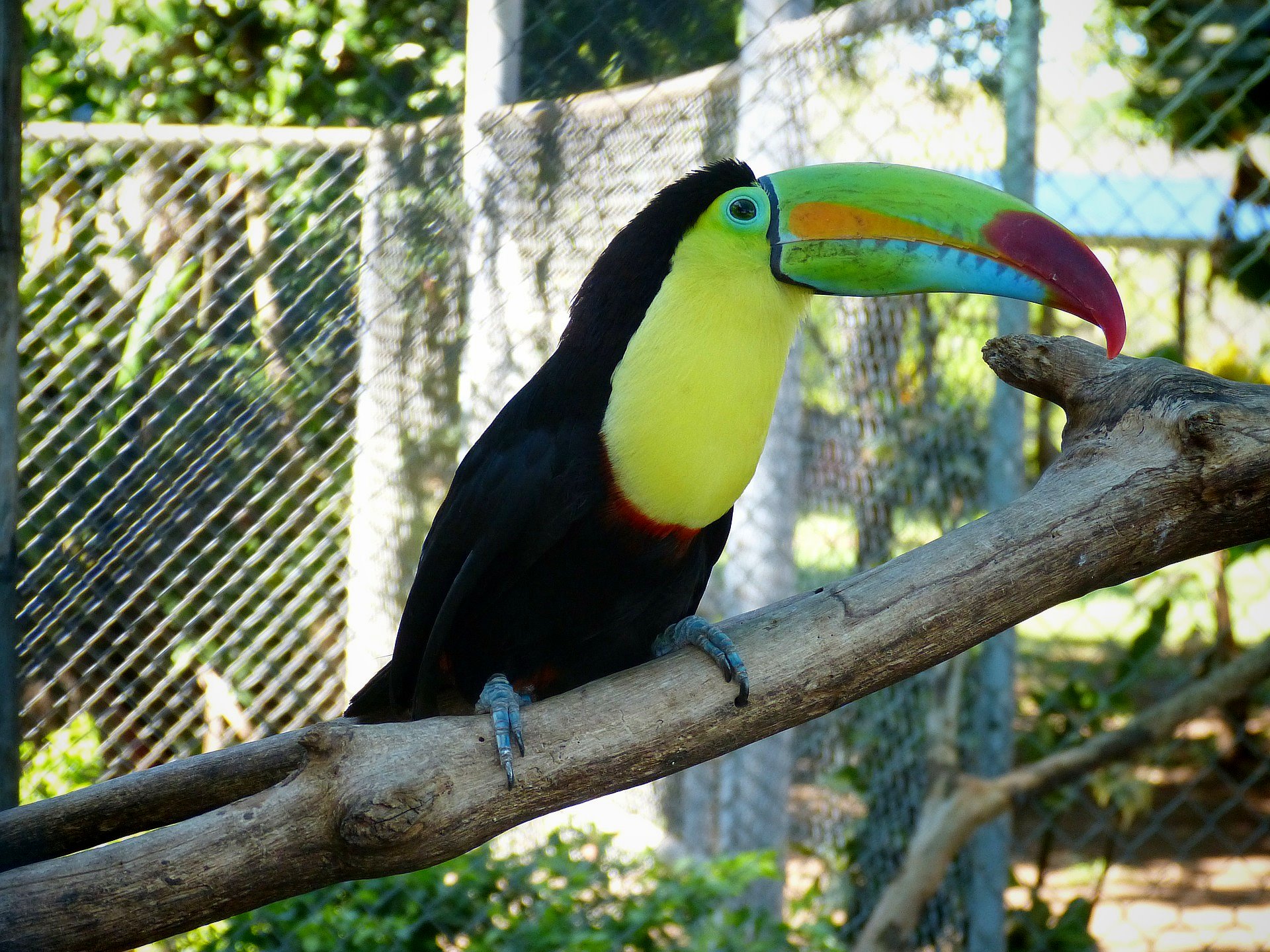 Toucan Costa Rica